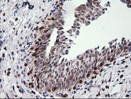 Monoclonal Mouse anti-Human DEF6 Antibody (clone OTI1E3, IHC, IF, WB)