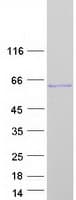 Human SEPT8 / Septin 8 Protein (Recombinant Myc-DDK (Flag))