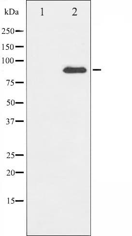 PRKCQ / PKC-Theta Antibody
