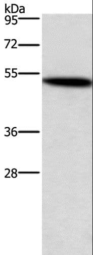 SMAD3 Antibody