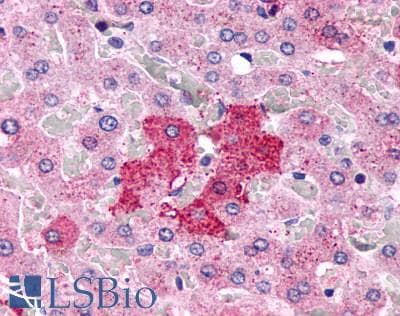 PathPlus™ PGR1 / GPR153 Antibody (Extracellular Domain)