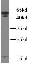 CASP2 / Caspase 2 Antibody