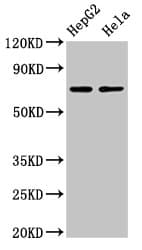 GP78 / AMFR Antibody