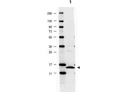 Polyclonal Rabbit anti-Rat IL17A Antibody (WB)