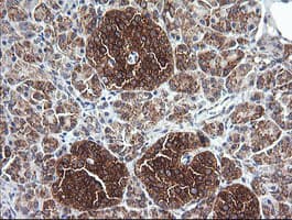 Monoclonal Mouse anti-Human COX6C Antibody (clone OTI4B11, Carrier-free, IHC, IF, WB)