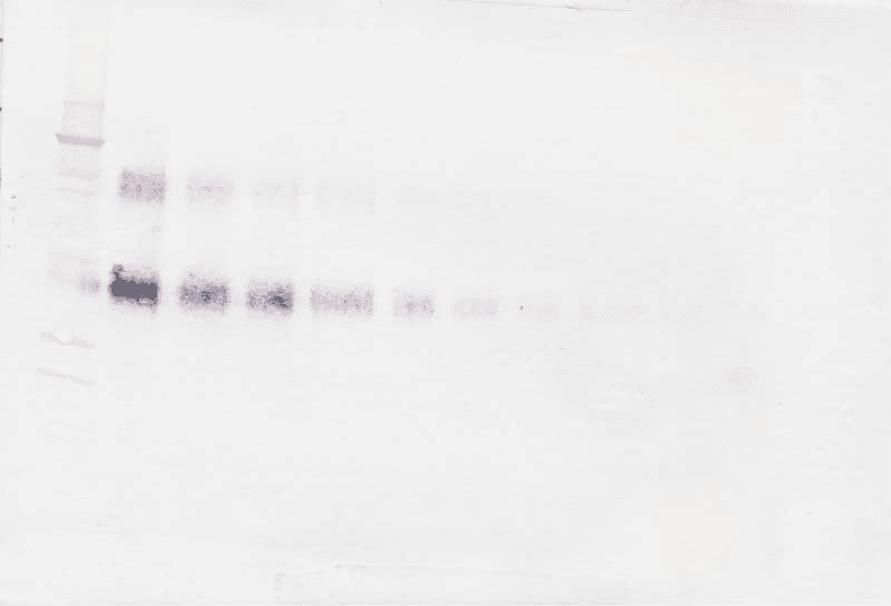 Polyclonal Rabbit anti-Human IL2RA / CD25 Antibody (Biotin, WB)