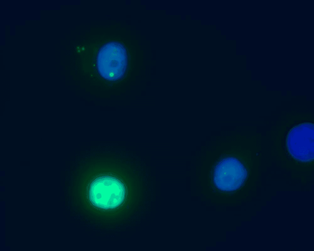 DAXX Antibody (aa558-740, clone DAXX-01)