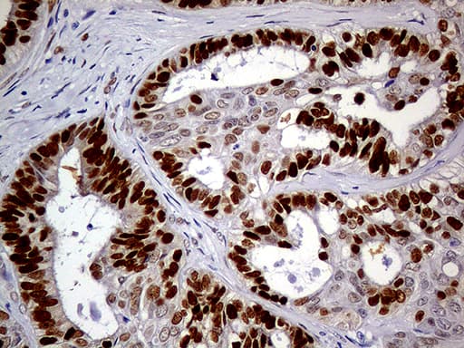 MEIS1 Antibody (aa176-390, clone OTI2A3)