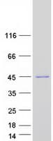 Human UBL7 Protein (Recombinant Myc-DDK (Flag))