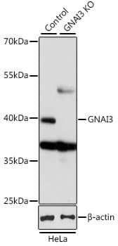 Polyclonal Rabbit anti-Human GNAI3 Antibody (WB)