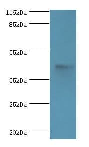 ATG4A Antibody (aa1-214)
