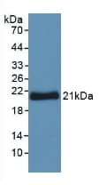 YWHAZ / 14-3-3 Zeta Antibody (aa1-245)