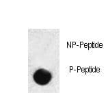 SMAD3 Antibody (phospho-Ser208)