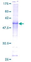 Human CCNC / Cyclin C Protein (Recombinant GST)