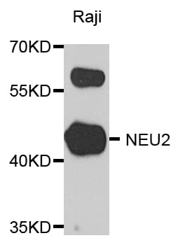 NEU2 / Sialidase 2 Antibody