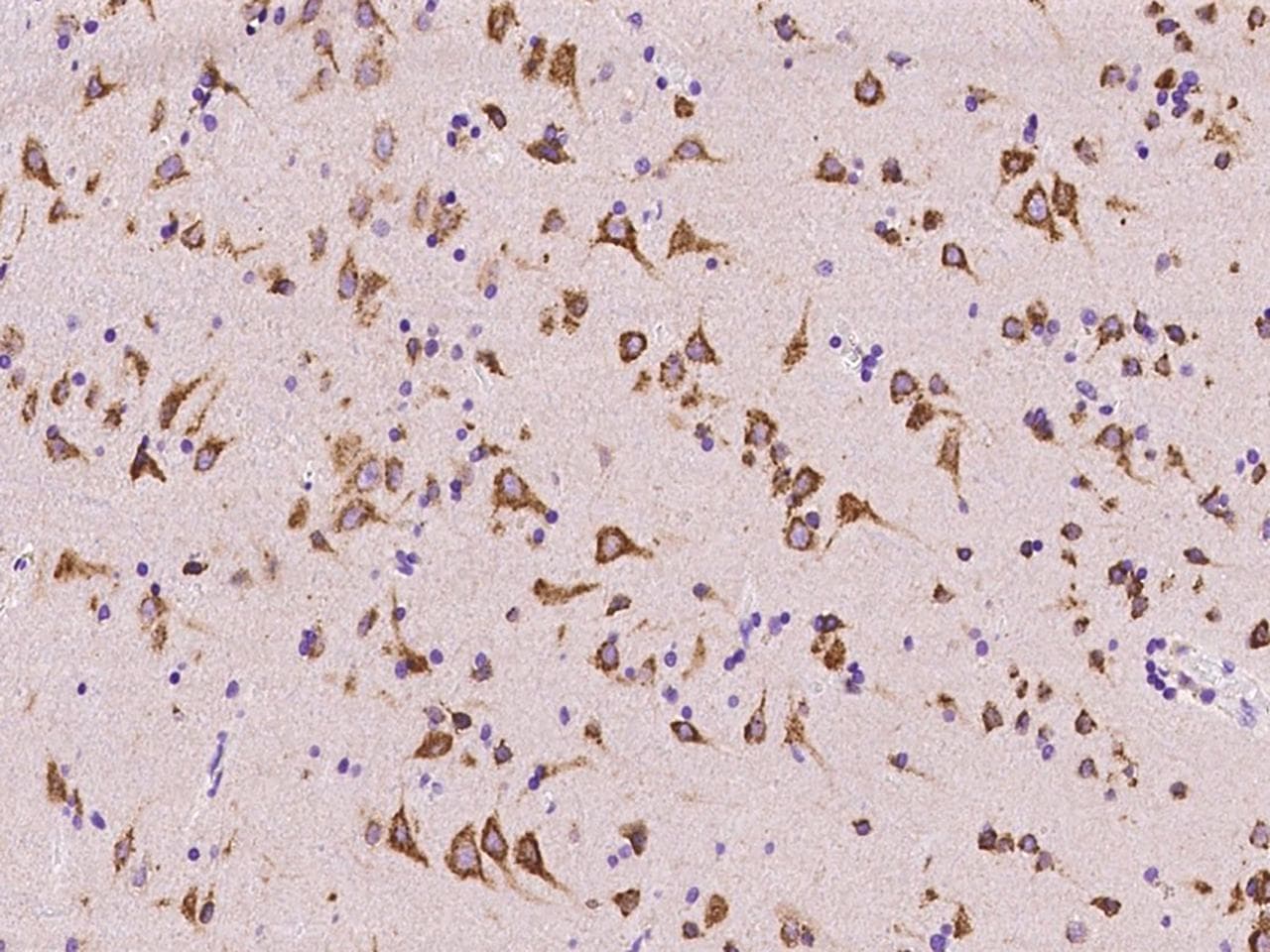 CGREF1 Antibody