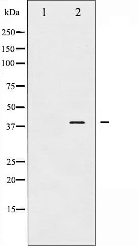 AP-1 / JUND Antibody (phospho-Ser255)