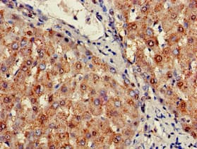 Polyclonal Rabbit anti-Human SIGLEC7 / CD328 Antibody (IHC, IF, WB)