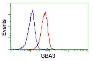 GBA3 / CBG Antibody (clone OTI4C7)