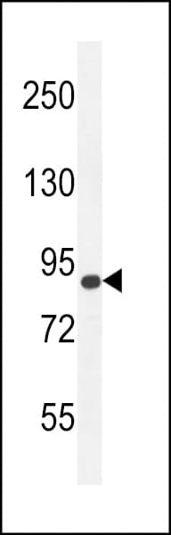 AGAP9 Antibody (aa1-30)