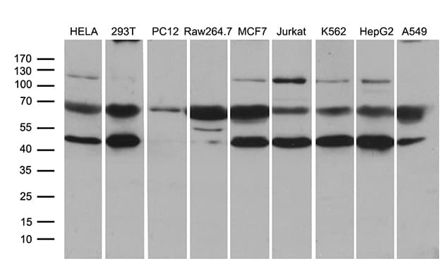 STX18 / Syntaxin 18 Antibody (aa1-285, clone OTI3A9)