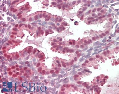 PathPlus™ PDCD4 Antibody (aa33-82)