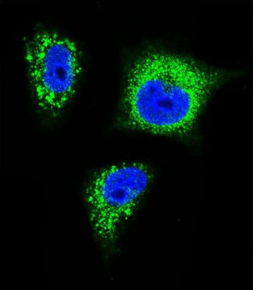 NTRK1 / TrkA Antibody