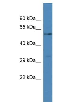 FRMD3 Antibody (aa108-157)