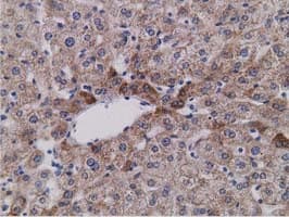 SDR9C7 Antibody (clone OTI4B5)