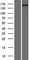 RLTPR Protein (Over-Expression Lysate Myc-DDK (Flag))