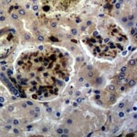 FOS / c-FOS Antibody