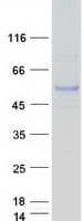 Human KPTN / Kaptin Protein (Recombinant Myc-DDK (Flag))