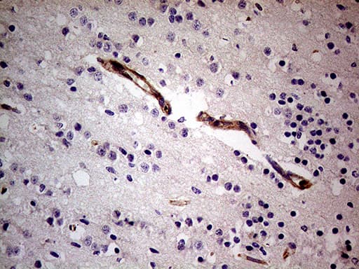 SEMA3D / Semaphorin 3D Antibody (aa200-291, clone OTI2H4)