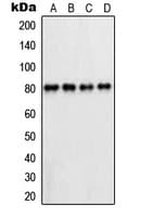 PFKL Antibody (C-Terminus)
