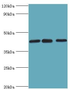 TIA-1 Antibody (aa1-193)
