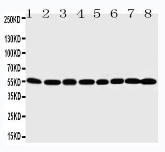 MDM2 Antibody (aa343-358)