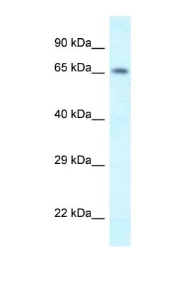 SHKBP1 Antibody (N-Terminus)