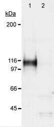 HIF1A / HIF1 Alpha Antibody (aa530-825, DY650)
