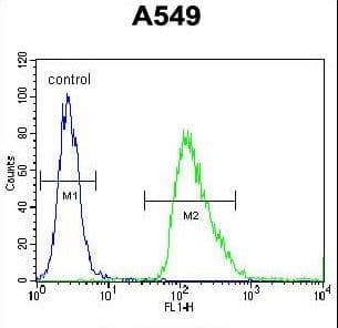 Polyclonal Rabbit anti-Human IER3 / IEX-1 Antibody (aa38-65, IHC, IF, WB)