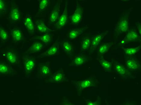 RPB16 / POLR2D Antibody