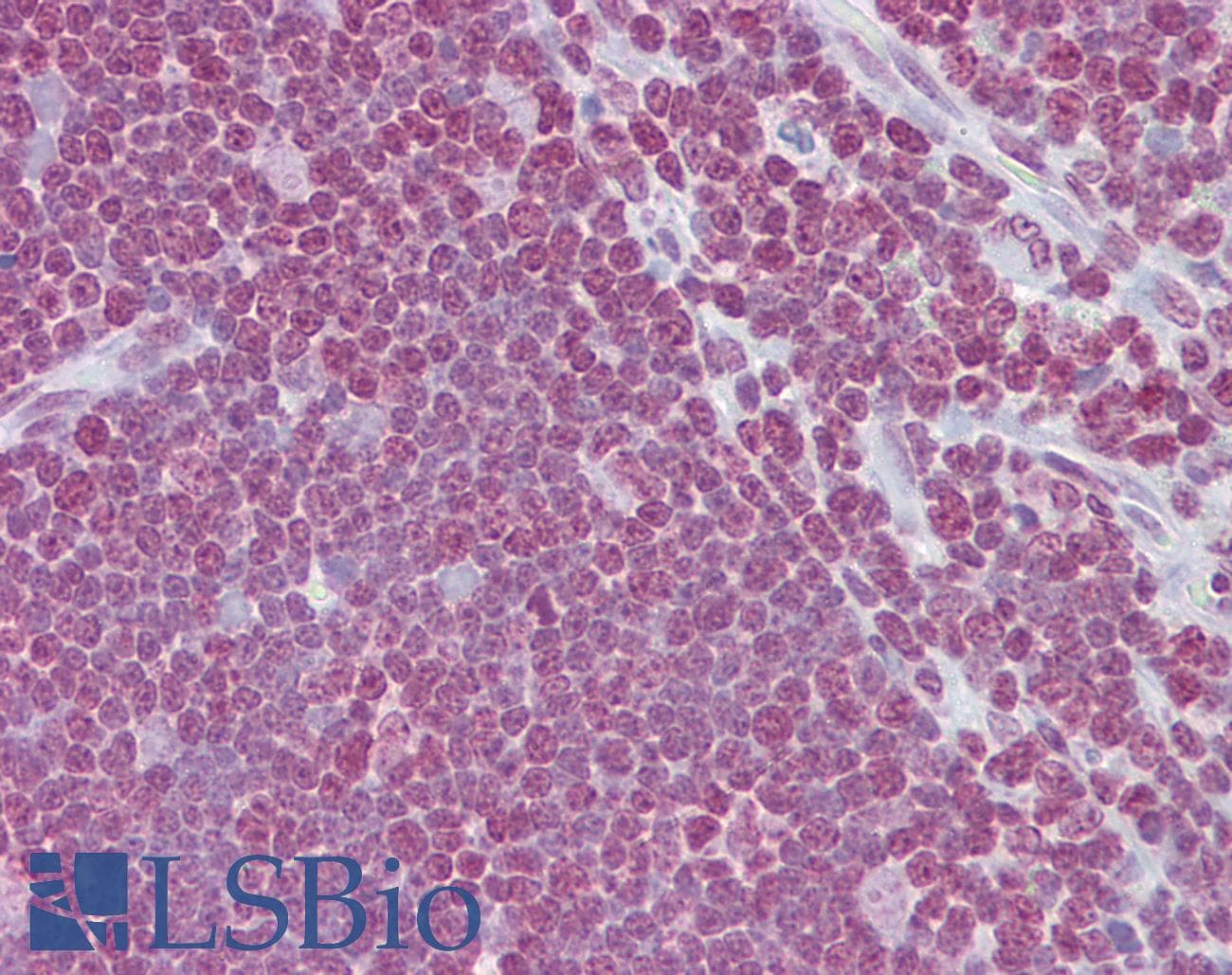 CD40L Antibody (aa108-157)
