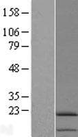 Human IL11 Protein (Over-Expression Lysate Myc-DDK (Flag))