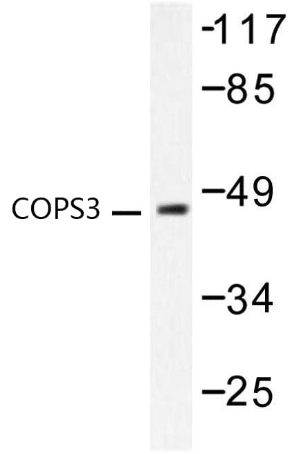 COPS3 / CSN3 Antibody (Met408)