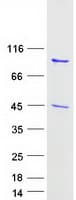 Human GSN / Gelsolin Protein (Recombinant Myc-DDK (Flag))