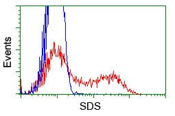 SDS Antibody (clone OTI3D3)