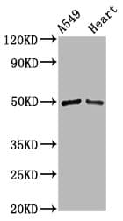 Polyclonal Rabbit anti-Human IRX6 Antibody (IHC, WB)