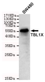 TBL1X / TBL1 Antibody