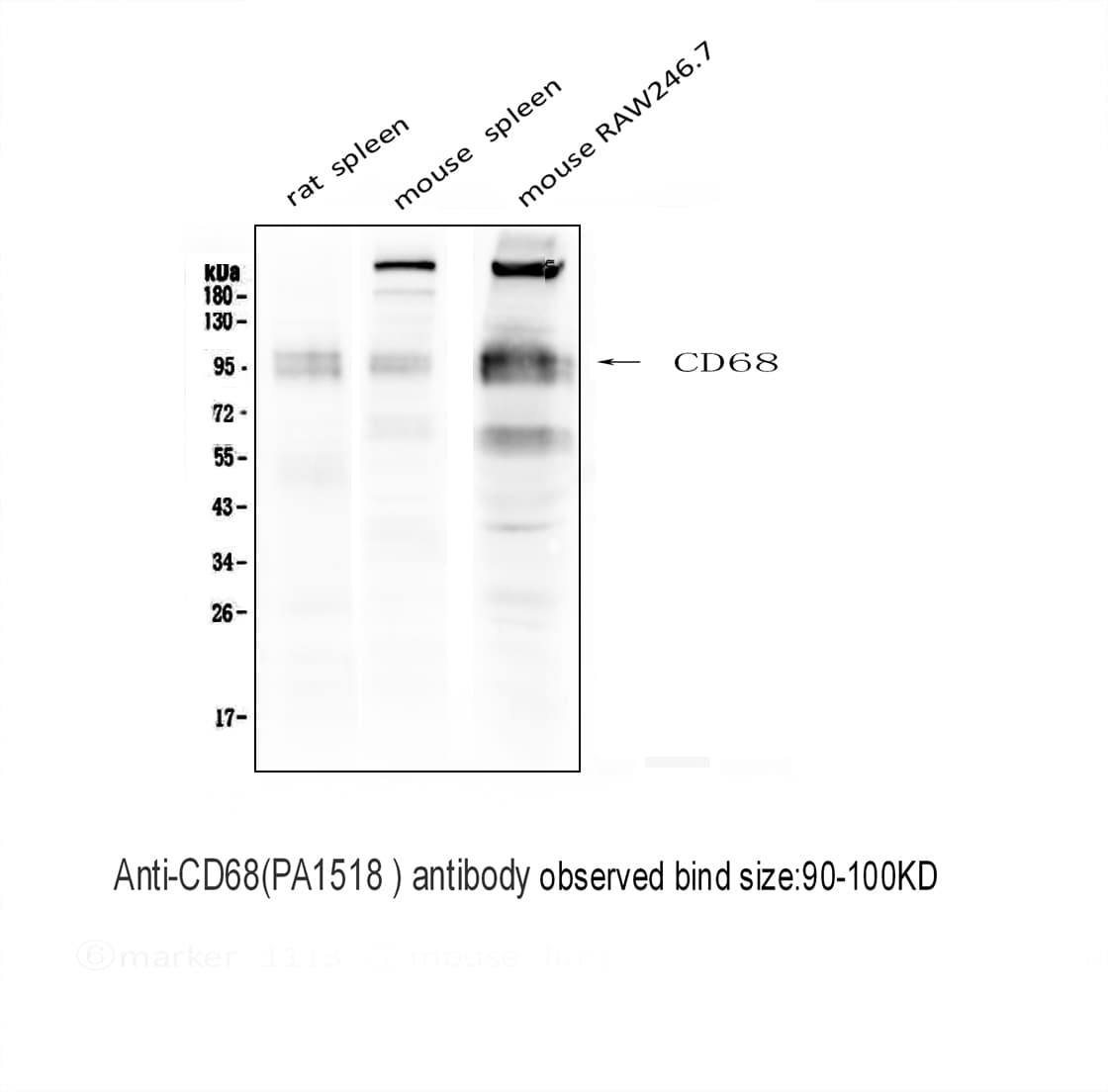 CD68 Antibody (aa312-326)