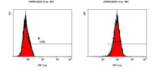 IHC-plus™ MAP1LC3B / LC3B Antibody (N-Terminus)