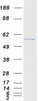 Human RTCB / C22orf28 Protein (Recombinant Myc-DDK (Flag))